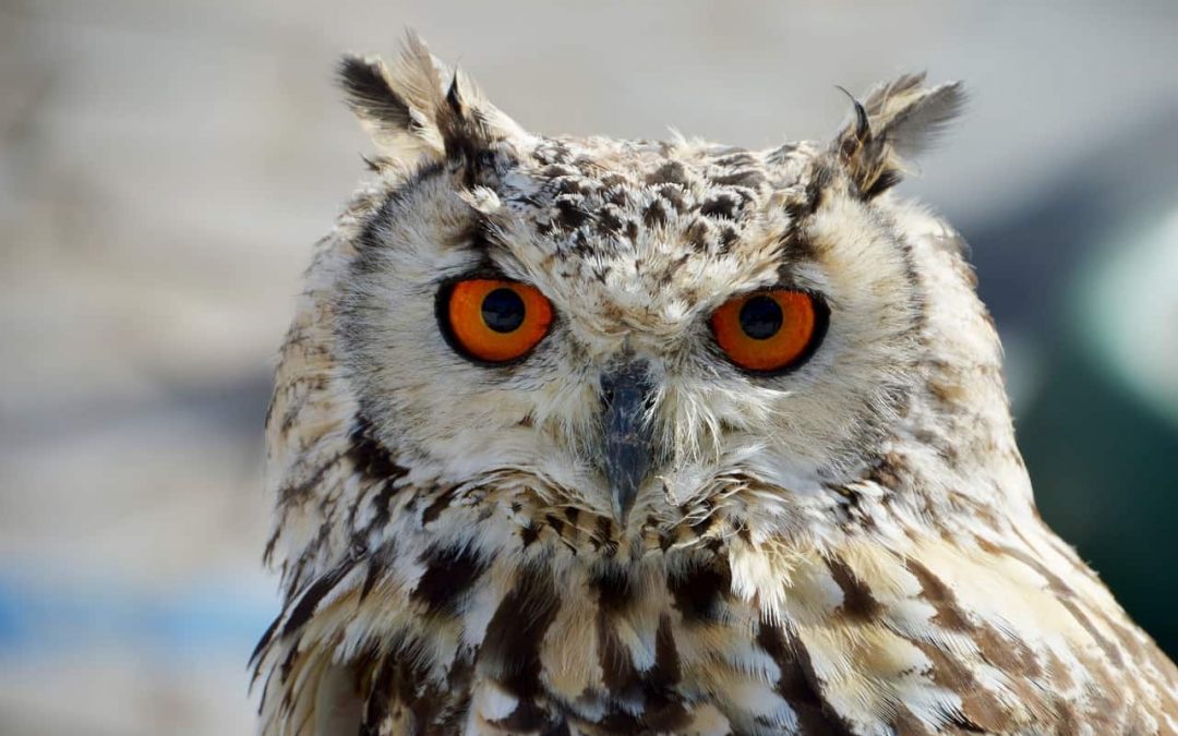 … et autres chants d’oiseaux